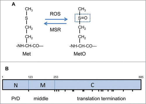 Figure 1. Methionine oxidation and Sup35 functional domains. (A) Oxidation converts the moderately hydrophobic thioester side chain of methionine into the hydrophilic sulphoxide form (MetO). Methionine oxidation can be reversed by the activity of MSR enzymes which catalyze the thiol-dependent reduction of MetO. (B) The Sup35 protein can be divided into 3 distinct regions: an N-terminal prion forming domain (PrD), a highly charged middle region (M) and a C-terminal domain which functions in translation termination (C). The N-terminal domain lies between Met1 and Met123, the M-domain between Met123 and Met253 and the C-terminal domain from Met253 until the C-terminus of the protein. Sup35 contains a total of 19 Met residues (including its N-terminal Met residue) which are marked as vertical lines: the N and M regions contain no Met residues, the M region is flanked by Met residues and the C-terminal domain contains 16 Met residues.