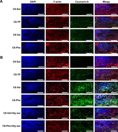 Figure 4 Confocal images of (A) normal Caco-2 and (B) leptin-treated Caco-2 cells incubated with C6-Sol and C6-PMs for 1 hour at 37°C. Scale bars: 50 µm.Abbreviations: C6, coumarin-6; Gly-Sar, glycylsarcosine; PM, polymeric micelle.