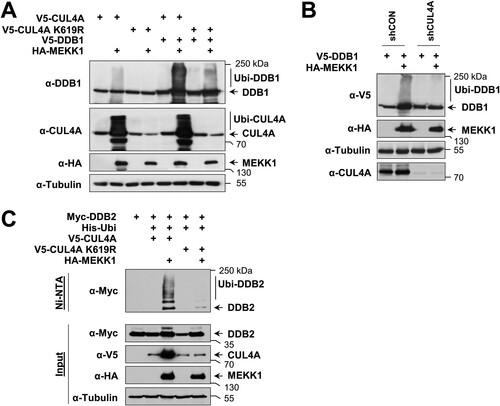 FIG 5 MEKK1 induces autoubiquitination of CRL4 proteins. (A) HEK293 cells were transfected with tagged DDB1 along with HA-tagged MEKK1, CUL4A, and a neddylation-deficient mutant thereof. Two days posttransfection, the cells were lysed in SDS sample buffer and analyzed for ubiquitination of CUL4A and DDB1 by immunoblotting as shown. (B) HEK293 cells were transfected with vectors encoding shRNA against CUL4A or a scrambled control together with epitope-tagged versions of DDB1 and MEKK1 as shown. Two days later, cell extracts were prepared and analyzed for protein expression and DDB1 ubiquitination by immunoblotting. (C) Cells were transfected to express DDB2 alone or in combination with CUL4A WT or CUL4A K619R together with His-ubiquitin and MEKK1 as shown. After cell lysis, ubiquitination of DDB2 was detected in Ni-NTA eluates using the anti-Myc antibody. Adequate expression of the proteins was tested in the input fraction.