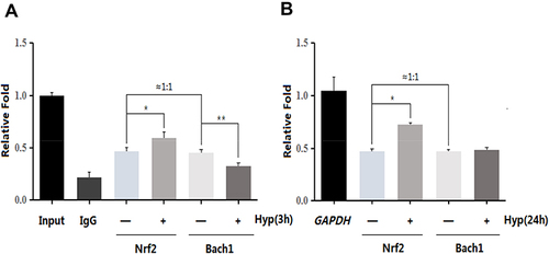 Figure 5 The effects of Hyp on the combination of Nrf2, Bach1 and ARE in L02 cells. (A) Hyp treatment for three hours. (B) Hyp treatment for 24 h. *P<0.05 Nrf2 compared with negative control group cells. **P<0.05 Bach1 compared with negative control group cells.