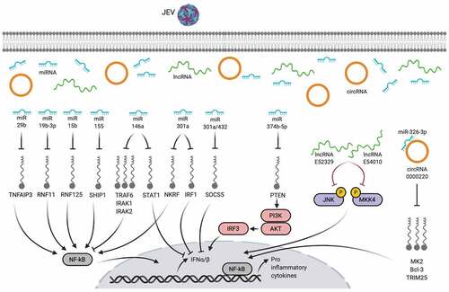 Figure 3. Non-coding RNA-mediated active inflammatory responses during JEV infection. Created with the web-based BioRender tool (BioRender.com)