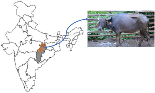 Figure 1. Map highlighting the breeding tract of Chhattisgarhi buffalo.