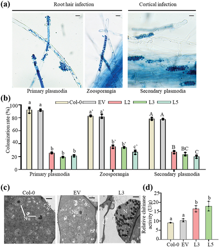 Figure 5. Overexpression of PbChia1 in Arabidopsis inhibits P. brassicae development. (a) the images show the key steps of P. brassicae infection in PbChia1 transgenic lines and control plants, including root hair and cortical infection stages. Primary plasmodia of root hair infection were observed in the roots stained with trypan blue for 3 d post inoculation. Zoosporangia of root hair infection and secondary plasmodia of cortical infection were observed in the roots stained with trypan blue for 12 d post inoculation. The pictures were taken under light microscopy. Scale bar = 10 µm. (b) Colonization rate (100%) of primary plasmodia, zoosporangia and secondary plasmodia per root in PbChia1 transgenic lines and control plants. The roots of more than 15 plants were selected and sliced into 1–2 cm segments. A total of approximately 100 root segments per sample were observed and counted to determine the presence of infection. Statistical analysis was performed by one-way ANOVA with Kruskal-Wallis test (significance set at P ≤ 0.05). Colonization rates indicated by different letters are significantly different. n = 3 biological replicates; data are shown as mean ± s.D. (c) Transgenic plants and control plants were inoculated with P. brassicae for 21 d, and the developmental status of P. brassicae was observed by transmission electron microscope. CW = plant cell wall; Nu = nucleus; N = nucleus without nucleolus; scale bar = 2 μm. (d) Determination of relative chitinase activity of 4 weeks PbChia1 transgenic lines and control plants. Statistical analysis was performed by one-way ANOVA with Kruskal-Wallis test (significance set at P ≤ 0.05). Different letters show significant differences, n = 3 biological replicates; data are shown as mean ± s.D.