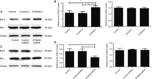 Figure 5 Levels of apoptosis-related proteins Bcl-2 and Bax in S100A9 overexpression and knockdown SiHa cells.Notes: (A and C) Bcl-2 and Bax proteins expression was analyzed by Western blot. (B and D) The data are presented as relative expression level of Bcl-2 and Bax proteins normalized to tubulin. Data are mean ± SD from triplicate experiments. *P<0.05.Abbreviation: Bcl-2, B-cell lymphoma-2; control-Lt, control lentivirus; S100A9-Lt, S100A9 lentivirus.