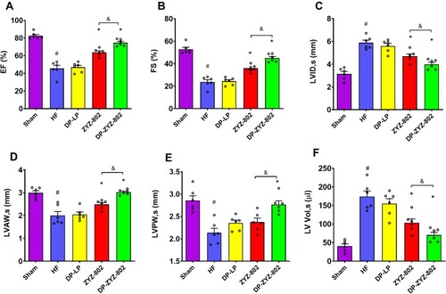 Figure 6 DP-ZYZ-802 alters antioxidant defences and improves cardiac function in myocardial infarction. (A–B) Serum levels of BNP and TGF-β1 6 weeks after infarction induction (n=6), and (C–E) serum levels of SOD, GSH and MDA in all groups 6 weeks after infarction (n=6). Data are presented as fold change of Sham group. The bar graph is representative of six independent experiments and the results are expressed as mean ± SEM; #P<0.05 vs Sham, *P<0.05 vs HF, &P<0.05 vs ZYZ-802.