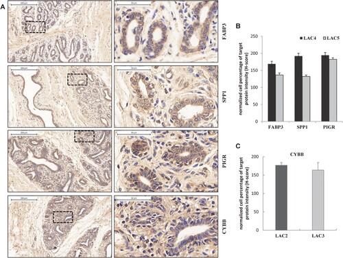 Figure 5. Immunostaining of different stage lactation mammary gland tissues of Holstein cows confirmed FABP3/SPP1/PIGR/CYBB expressed at different levels. Mammary gland sections from cows at LAC2 (+57 and +58 days in milk, DIM), LAC3 (+156 and +165 DIM), LAC4 (+310 and +338 DIM) and LAC5 (dry period) were assessed for FABP3, SPP1, PIGR and CYBB expression by immunohistochemistry staining with their corresponding specific antibodies. Normal rabbit IgG was used as a negative control. Representative results are shown in (A). The right panel is a high-powered magnification of the black dashed area in the left panel, with a magnification of × 100 (bar = 200 µm) and × 510 (bar = 50 µm), respectively. Brown indicates positive staining. (B) Quantification of the normalized percentages of FABP3-, SPP1- and PIGR-expressed epithelial cells at LAC4 and LAC5 in all microscopic views of tissue slices. The weighted average method (H-score, histochemical score) was used for the quantification, according to the formula: H-score = (% weak staining × 1) + (% moderate staining × 2) + (% strong staining × 3). Dark brown for strong positive, brown for moderate positive and light yellow for weak positive, blue nuclei for negative staining and/or nucleus staining. The expression level of the target protein at a certain lactation stage was evaluated by counting three slices from each animal. (C) Quantification of the normalized percentages of CYBB-expressed epithelial cells in all microscopic views of mammary slices at the lactation stage of LAC2 and LAC3. The same weighted average method as for B was applied.