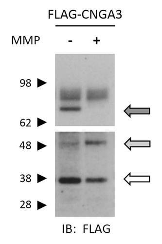 Figure 7. Application of MMP2 and -9 promotes proteolysis of CNGA3 subunits. Western blot analysis is shown for protein lysates from oocytes expressing FLAG-CNGA3 subunits. Intact oocytes were treated with MMP2 and -9 (100 μg/mL total) for 1 h; protein immunoreactivity was assessed using anti-FLAG antibody. MMP9/2 exposure caused a decrease in the bands associated with the full-length CNGA3 subunit (dark arrow) and a corresponding increase in a lower molecular weight form (gray arrow). The blot image was divided into two sections; the upper section had a shorter film-exposure time than the lower section.