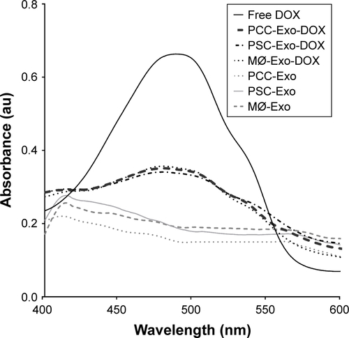Figure S2 UV–Vis absorption spectra of Exo-DOX show the absorption corresponding to DOX.Notes: PCCs, PSCs, and MØs treated with 1 µM DOX for 48 h and Exos were extracted by ultra-centrifugation. Obtained Exo pellets were resuspended in PBS and scanned on UV–Vis spectrophotometer to check the absorption.Abbreviations: DOX, doxorubicin; Exos, exosomes; MØs, macrophages; PCCs, pancreatic cancer cells; PSCs, pancreatic stellate cells; UV, ultraviolet; Vis, visible.