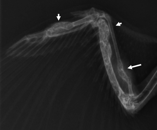 Figure 1.  Ventral–dorsal radiographic image of an Eclectus parrot (E. roratus) right wing. Note the multifocal, expansile lesions causing varying degrees of corticolysis within the extremities (short arrows).