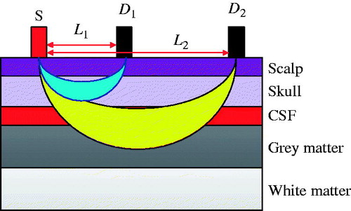 Figure 1. Diagram of five-layer head tissue model and NIRS probe configuration.