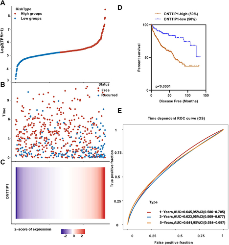 Figure 5 Kaplan–Meier curves of DFS in different expression levels of DNTTIP1. (A) High risk and low risk by the median expression levels of DNTTIP1. (B) recurred or disease-free patient distributed in ccRCC. (C) Z-score of total patients in ccRCC. (D) Higher DNTTIP1 expressers had shorter DFS than the lower expressers. (E) DNTTIP1 had diagnostic capabilities in KIRC with 1-, 3-, and 5-years’ DFS.