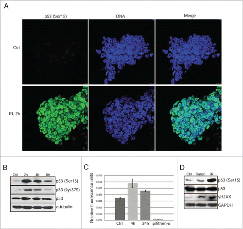 Figure 1. Gamma-irradiation induces p53 Ser15 phosphorylation and nuclear accumulation. (A) Immunofluorescent staining of mESCs with antibody to phospho-p53 (Ser15) 2 h post-irradiation (6 Gy) (green). Nuclei were stained with To-Pro3 (blue). Scale bar 10 μM. (B) Western blotting analysis of protein extracts from non-irradiated and irradiated mESCs. Blots were stained 2, 4 and 8 h post-irradiation (6 Gy) using antibody to phospho-p53 (Ser15), acetyl-p53 (Lys 379) and total p53. (C) A luciferase assay of control and irradiated mESCs after transient transfection with luciferase reporter plasmid PG13-Luc. At time points 4 and 24 h post-irradiation cells were subjected to luciferase activity assays. Pifithrin-α, an inhibitor p53-transcriptional activity (10 μM), was added to the 4 h reaction as a negative control. Error bars correspond to SEM calculated for 3 replicates. (D) Western blotting analysis of control, transfected with luciferase reporter plasmid PG13-Luc and irradiated with 3 Gy (4 h post-irradiation) mESCs. Irradiated cells were taken as control. Blots were stained using antibody to phospho-histone H2AX (Ser139) (γH2AX), phospho-p53 (Ser15) and total p53.