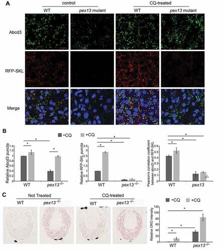 Figure 4. Peroxisome number is reduced in the pex13 mutant zebrafish liver and is partially rescued by chloroquine treatment. (A) Peroxisomes detected in wild type (WT) or pex13 mutant (pex13−/−) liver sections either stained with endogenous Abcd3 (upper row) or obtained from a transgenic zebrafish expressing RFP-SKL (lower row), at 5 dpf with and without CQ treatment for 24 h. (B) Quantification of images in (A). Relative abundance and colocalization of RFP-SKL-positive particles or Abcd3-positive particles in livers of WT and pex13−/− with and without CQ treatment were compared (n = 8; approximately 30–40 cells per liver section). Error bars represent standard deviation. (C) Representative images and their quantification from the liver sections of WT or pex13−/− with and without CQ treatment after staining with Oil red-O (ORO). Asterisks denote p-values; *p < 0.05. Scale bar: 10 μm (A), 40 μm (C).