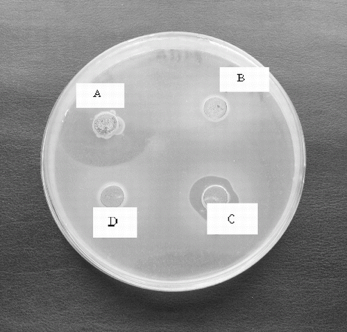 Figure 5. Antibacterial activity of neutralized cell free supernatant (NCFS) from Leuconostoc mesenteroides P4/8 against Propionibacterium acnes: A- NCSF pH 6.0, B – NCFS treated with Proteinase K, C- NCFS treated at 60 °C for 10 min, D- NCFS treated at 80 °C for 10 min.