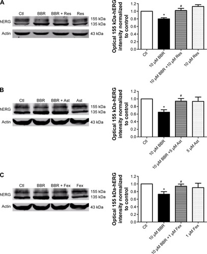 Figure 3 Pharmacological rescue of hERG protein reduced by BBR.