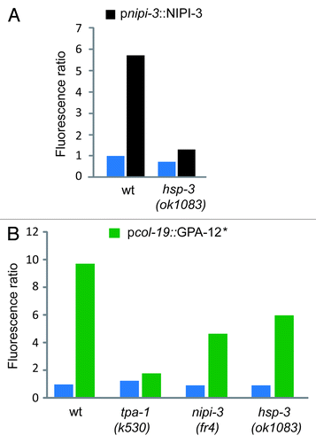 Figure 3.hsp-3 acts genetically downstream of nipi-3 but not of gpa-12. (A) pnlp-29::GFP reporter expression was quantified in wt and hsp-3(ok1083) mutant worms with (black bars) or without (blue bars) copies of a transgene containing nipi-3 under the control of its own promoter. (B) Quantification of pnlp-29::GFP reporter expression in wt, tpa-1(k530), nipi-3(fr4) and hsp-3(ok1083) mutant worms with (green bars) or without (blue bars) copies of a transgene containing a gain-of-function (*) allele of gpa-12 under the control of the epidermis-specific col-19 promoter. Both pnipi-3::NIPI-3 and pcol-19::GPA-12* transgenes provoke a robust nlp-29 upregulation in the absence of infection in adult worms. Quantification was with the COPAS Biosort. The normalized average ratio of green fluorescence to time of flight (TOF) is shown. The analysis was restricted to worms with a TOF between 450 and 650.