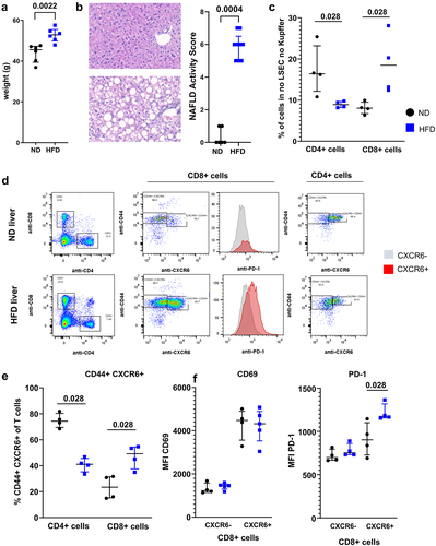 Figure 1. NASH altered T cells phenotype. A. Weight of C57BL/6 N mice following 30 weeks of HFD. B. Representative histology of liver of ND and HFD-fed mice at 35 weeks and assessment of NAFLD Activity Score. C. Representation of CD4 T cells and CD8 T cells in the liver of ND and HFD-fed mice. D. Phenotype of CD4 T cells and CD8 T cells isolated from livers of ND and HFD-fed mice. CD44+ CXCR6+ cells and their expression of PD-1 were assessed. E. Percentage of CD44+ CXCR6+ cells in the CD4 and CD8 T cell population in ND and HFD-fed mice. F. Expression level of CD69 (left) and CD279 (PD-1) in the CXCR6− and CXCR6+ CD8 T cells subsets. A: n = 6 per group; B: n = 6 (ND) and n = 9 (HFD); C-F: n = 4 per group. Results are expressed as median and IQR.
