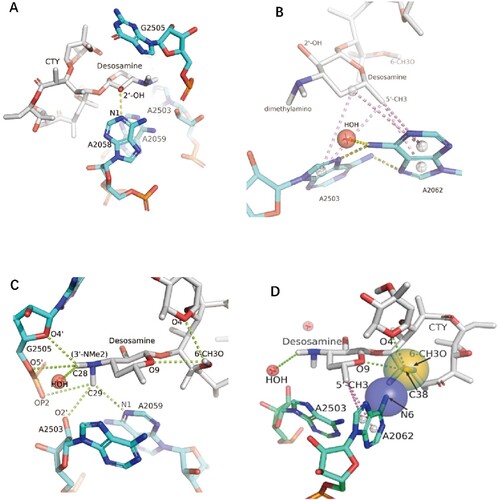 Figure 4. The interactions of CTY with the ribosome. (A)The major nucleotides of the NEPT interacting with CTY from A2058 side view; (B) The π-interactions between desosamine and a Hoogsteen base pair formed by m2A2503 and the swayed A2062; (C) The interactions between Dimethylamino group (3’-NMe2) of desosamine and m2A2503, G2505 and A2059; (D) The interactions of the N6-methoxy Bridge between CTY and the non-swayed A2062 (N6 of A2062 in blue sphere, methylation group of 6-methoxy of CTY in orange sphere); Notes: H-bonds in yellow dotted lines, π-interactions in pink dotted lines, C–H H-bonds in limon dotted lines.