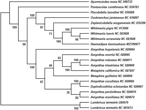 Figure 1. The phylogenetic position for H. tianmushana according to the ML phylogenetic tree. The bootstrap support values are shown on the branches.