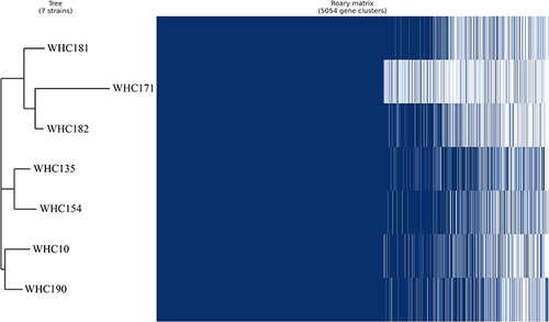 Figure 2 Phylogeny of E. hormaechei isolated based on differences in SNPs.