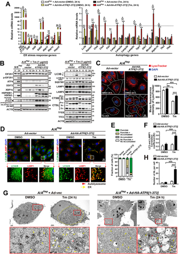 Figure 8. OE of the activated ATF6 form increases expression of autophagy genes and improves autophagic defects in A/A cells during ER stress. A/AHep cells infected with vector- or HA-ATF6[Citation1-373]-expressing adenoviruses for 24 h were treated with DMSO or Tm (1 µg/mL) for the indicated durations. (A) Quantitative RT-PCR analysis of mRNA expression of ER stress response and autophagy genes. Data are presented as mean ± SEM of three independent experiments. *p < 0.05, **p < 0.01, and ***p < 0.001, Ad-vector vs. Ad-HA-ATF6[Citation1–373]; #p < 0.05, ##p < 0.01, and ###p < 0.001, DMSO vs. Tm in Ad-vector; &p < 0.05, &&p < 0.01, and &&& p < 0.001, DMSO vs. Tm in Ad-HA-ATF6[Citation1–373]. The dotted line was put to compare relative mRNA levels of HA-ATF6[Citation1-373]-expressing A/A cells with them of ATF4- (Fig. S8A) or FLAG-XBP1s (Fig. S8B)-overexpressing A/A cells. (B) WB analysis of ER stress and autophagy proteins in cell lysates. To observe the expression levels of ER stress, overexpressed TF, and autophagy proteins, lysates were prepared from HA-ATF6[Citation1-373]-overexpressing A/AHep cells after Tm treatment at each time point. Lysates of Tm (0 and 24 h)-treated S/SHep cells were prepared as positive controls. The lysates were subjected to WB analysis of the indicated proteins. ATF6(N): cleaved N-terminal fragment of endogenous ATF6. The LC3B-II:I ratios are shown below the right first panel. CTSB: cathepsin B; CTSL: cathepsin L; Pro: procathepsin; Sc: mature single-chain cathepsin; Dc: heavy chain of mature double-chain cathepsin. (C) Representative images of LysoTracker staining in vector- or HA-ATF6[Citation1-373]-overexpressing A/AHep cells. Cells were stained with LysoTracker (100 nM, red) and Hoechst 33,258 (10 μg/mL, blue) for the last 30 min of the treatment. The dotted white line defines the cell boundary. Scale bar: 20 µm. The graph depicts quantification of the MFI of LysoTracker. Data are presented as mean ± SEM of three independent experiments (at least 150 cells per condition). (D) Representative IF images of LC3A/B (green) and LAMP1 (red) in vector- or HA-ATF6[Citation1-373]-overexpressing A/AHep cells. Nuclei were stained with DAPI (blue). The bottom panels are magnified images of the boxes in the upper panels. Yellow IF signal indicates double labeling of LC3A/B (green) and LAMP1 (red). Scale bar: 20 µm. (E) The graph depicts the fraction (%) of cells with different LC3A/B staining patterns as described in Figure 2A. Data are presented as mean ± SEM of three independent experiments (at least 150 cells per condition). (F) The graph depicts quantification of the colocalization of LC3A/B with LAMP1 in (D). Data are presented as mean ± SEM of three independent experiments (at least 150 cells per condition). (G) Representative TEM images of vector- or HA-ATF6[Citation1-373]-overexpressing A/AHep cells. The bottom panels are magnified images of the red boxes in the upper panels. Red arrowheads indicate autolysosomes, and yellow arrows indicate the ER. The dotted yellow line defines a mass of dilated and fragmented ER structures. Scale bars: upper panels 1 or 2 µm and bottom panels 0.2 µm. (H) Quantification of the number of autolysosomes per cell TEM images in (G). Data are presented as mean ± SEM of three independent experiments (at least 15 cells per condition). A two-way ANOVA with Sidak’s post hoc test was used in (A), (C), (F), and (H).