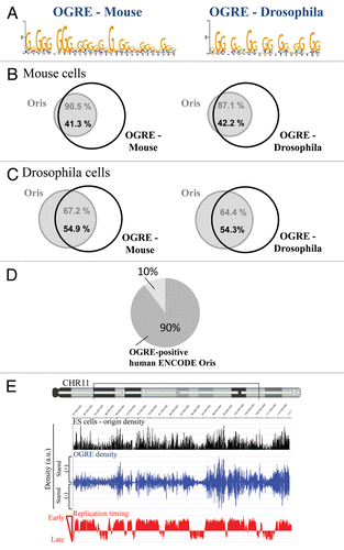 Figure 1 Metazoan replication origins (Oris) contain an Origin G-rich repeated element (OGRE ). (A) Description of the consensus elements (OGRE ) found in Oris from mouse ES (left part) and Drosophila Kc cells (right part). Venn diagrams illustrate the association between Oris in mouse ES (B) and Drosphila Kc cells (C) and OGRE occurrences. (D) Presence of the mouse OGRE motif in Oris mapped in the ENCODE regions of HeLa cells. The proportion of OGRE-positive and -negative Oris is indicated. (E) OGRE density correlates with Oris density and early replication timing.