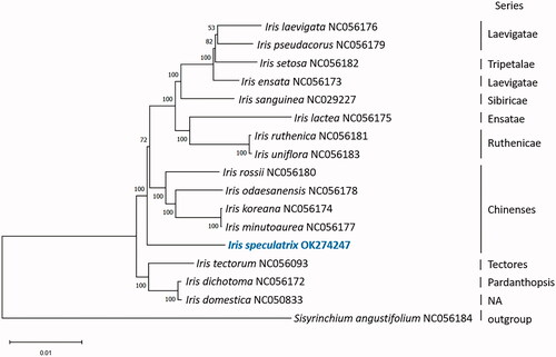 Figure 1. Phylogenetic tree reconstructed by maximum-likelihood (ML) analysis of 17 species.