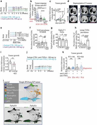 Figure 5. Anti-Ly6G enhances the recruitment of young neutrophils and synergizes with RT