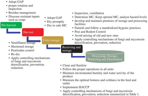 Figure 1. Prevention of potential health hazards and post-harvest losses in the food supply and value chain. GAP is good agricultural practices, MC is moisture content, and HACCP is hazard analysis and critical control point.