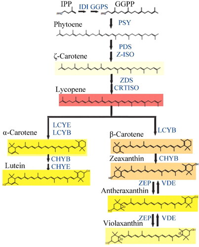 Figure 3. Biosynthetic pathway of carotenoid.