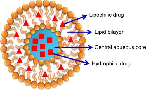 Figure 2 Diagrammatic representation of liposome structure.