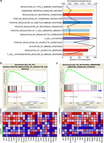 Figure 5. Transcriptome analysis revealed the increased T cell trafficking-associated genes following L. paracasei sh2020. (a) Enriched gene sets in L. paracasei sh2020-treated tumors identified by GSEA (n = 5). (b-c) GSEA enrichment plots of positive regulation of leukocyte chemotaxis and chemokine-mediated signaling pathway that were enriched in the L. paracasei sh2020-treated tumors were shown (n = 5).