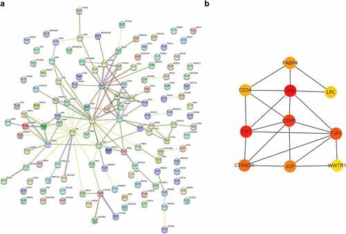 Figure 6. Protein–protein interactions and hub genes of STEMI-related genes. (a) Protein–protein interactions of STEMI-associated genes; (b) represented the top 10 predicted hub genes with Cytoscape software
