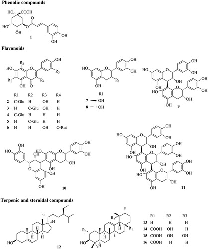 Figure 1. Chemical structures of selected markers: chlorogenic acid (1), isoorientin (2), orientin (3), isovitexin (4), vitexin (5), rutin (6), catechin (7), epicatechin (8), procyanidin B2 (9), procyanidin B5 (10), procyanidin C1 (11), β-sitosterol (12), α-amyrin (13), pomolic acid (14), tormentic acid (15), ursolic acid (16).