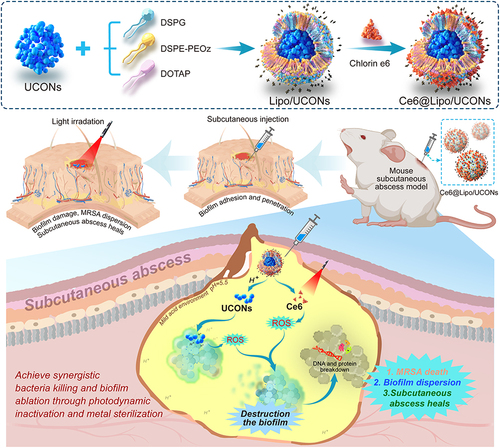 Scheme 1 Schematic illustration of photodynamic cationic ultrasmall copper oxide nanoparticles-loaded liposomes (Ce6@Lipo/UCONs) for alleviation of MRSA Biofilms.