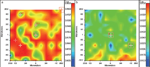 Figure 4.  FT-IR chemical imaging correlation maps of poly(methylmethacrylate-co-butylmethacrylate) 75/25 loaded with 10% w/w of FA (a) and PLX (b).