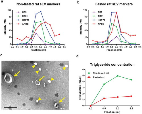 Figure 2. Small extracellular vesicle (sEV) and lipoprotein content in fractions obtained with size-exclusion chromatography (SEC) of rat blood plasma. Protein markers of sEVs (CD9, CD81, HSP70) and lipoproteins [apolipoprotein B (APOB)] were measured using a modified dissociation-enhanced lanthanide fluorescence immunoassay in SEC fractions 3.5–8.0 ml obtained from blood plasma of (A) non-fasted or (B) fasted rats [Citation22]. AU, arbitrary units measured by time-resolved fluorescence. Assays were performed together and AUs from panels (A) and (B) can be compared. (C) Transmission electron microscopy image showing the presence of sEVs (arrows) and lipoproteins (arrowheads) in SEC fraction 5.5 ml collected from plasma of a non-fasted rat. Scale: 200 nm. (D) Triglyceride concentration of early fractions (up to 5.5 ml) collected from plasma of non-fasted and fasted rats.