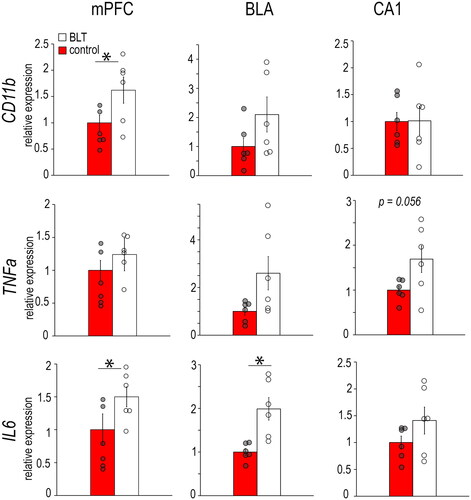 Figure 2. Levels of mRNAs for microglia marker CD11b and pro-inflammatory cytokines TNF-α and IL6 in the mPFC, BLA, and CA1 of male grass rats exposed to BLT or control red light. Data are shown as Means ± SEMs, n = 6/group. *p < 0.05. Controls are set to 1.0.