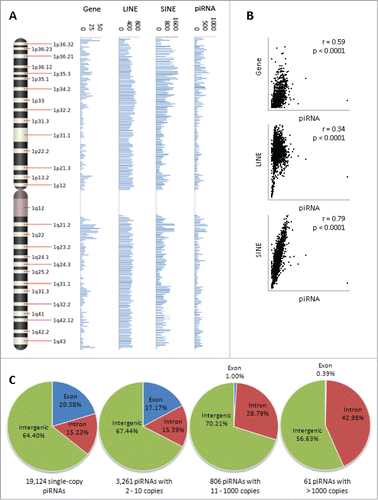 Figure 1 (See previous page). piRNA distribution across chromosomes and by copy number. (A) A frequency map of piRNA loci on chromosome 1. The frequency of the 667,944 piRNA loci in the human genome, along with loci for non-TE protein-coding genes, long interspersed nuclear elements (LINEs), and short interspersed nuclear elements (SINEs), was interrogated in 1 megabase blocks along the length of each chromosome. (B) Proximity between piRNA loci and protein-coding genes, LINEs, and SINEs was approximated by the degree of linear correlation between chromosomal frequency distributions. piRNA loci exhibited the highest degree of overlap with SINE loci (Pearson's r = 0.79, p < 0.0001), and moderate overlap with gene (Pearson's r = 0.59, p < 0.0001) and LINE (Pearson's r = 0.34, p < 0.0001) loci. (C) Genomic distribution of piRNA loci by piRNA copy number. The 23,439 unique piRNA sequences were divided into 19,124 single copy piRNA loci, 11,881 loci corresponding to 3,261 piRNAs with 2 to 10 copies, 67,079 loci corresponding to 806 piRNAs with 11 to 1000 copies, and 564,111 loci corresponding to 61 piRNAs with greater than 1000 copies, and subsequently matched to one of 3 genomic regions (exons, introns, or intergenic regions). Overall, there was a tendency for lower copy piRNA loci to overlap exons of protein-coding genes and higher copy loci to overlap introns, where repetitive transposable elements are frequently found.