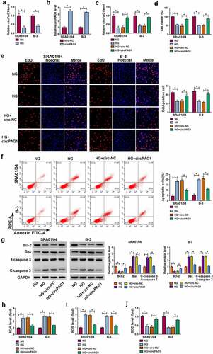 Figure 2. Overexpression of circPAG1 relieved the HG-induced apoptotic and oxidative damages. (a) The expression level of circPAG1 was quantified by qRT-PCR in NG or HG-treated SRA01/04 and B-3 cells. (b-c) The overexpression efficiency of circPAG1 was evaluated by qRT-PCR in SRA01/04 and B-3 cells (b), as well as in HG-treated cells (c). (d-e) The examination of cell viability (d) and cell proliferation (e) was performed by CCK-8 assay and EdU assay in NG, HG, HG+circ-NC and HG+circPAG1 groups. (f-g) The measurement of cell apoptosis was performed by flow cytometry (f) and Western blot (g). (h-j) The assessment of oxidative stress was performed by the detection of MDA (h), ROS (i) and SOD (j) via the matched kits. *P< 0.05.