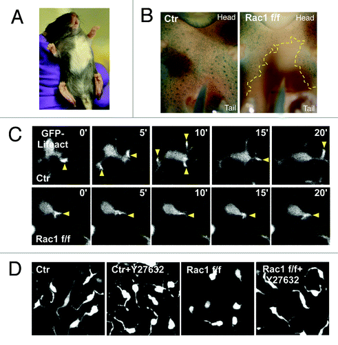 Figure 1. Rac1 is required for mouse melanoblast migration. (A) Melanoblast specific deletion of Rac1 results a hypopigmentation in C57BL/6 mice. (B) Ventral surface of β-galactosidase stained whole-mount DCT::LacZ control (left) and Rac1 f/f Tyr::Cre+/o (Right) embryos at E15.5. Yellow dotted line circles the area devoid of melanoblasts (C) Ex-vivo live cell imaging of F-actin dynamics in control (Ctr) or Rac1 depleted (Rac1 f/f) melanoblasts in embryo epidermis explant. Yellow arrows indicate protrusions. (D) Combined Z-stack images (1 μm depth interval) of control or Rac1 depleted melanoblasts in embryo epidermis explant treated with ROCK inhibitor Y27632.