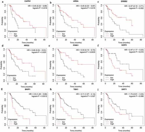 Figure 7. The correlation between ARGs included in OS-related prognostic signature and EAC patients’ survival