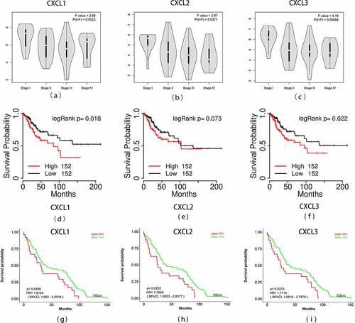 Figure 8. Overall survival analyses and the expression level of three hub genes at different stages. (a)-(c) The expression levels of the three hub genes in READ tissues at different stages was drawn by the GEPIA2 online database. Statistical significance was assessed using analysis of variance. Pr (>F) < 0.05 was accepted as statistically different. (d)-(f) Overall survival analyses of three hub genes were estimated by online tool TCGAPortal. (g)-(i) Overall survival analyses of three hub genes in GSE87211. Statistical significance: p-value < 0.05. READ: rectal adenocarcinoma