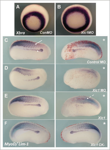 Figure 6 Mis-expression of p27Xic1 disrupted somite morphology and muscle differentiation, but not early mesoderm formation.to observe the effects p27Xic1 depletion had on early mesoderm formation, we injected both cells of a 2-cell stage embryo with the p27Xic1 MO, cultured the embryos to stage 10/11 and performed whole mount in situ hybridisation for Xbrachyury, a marker of the early mesoderm. Injection of neither the Control MO or the p27Xic1 MO had any effect on Xbrachyury expression (A and B).to observe the effects of p27Xic1 mis-expression on myogenesis, X. laevis embryos were injected at the 8 cell stage into a V2 blastomere to target the presumptive pronephric region. βgal mRNA was co-injected to act as a lineage tracer (red staining). embryos were cultured till stage 24 and whole mount in situ hybridised for expression of both Lim-1 and MyoD (a marker of differentiating muscle). The Control MO had no effect on either Lim-1 (as marked by the white arrowhead) or MyoD expression (as marked by the white arrow) (C). p27Xic1 MO reduced expression of both Lim-1 and MyoD (D). p27Xic1 mRNA reduced Lim-1 expression and disrupted MyoD expression (dashed white arrow), causing non-segmentation of the somites (E). p27Xic1 CK− had no effect either Lim-1 or MyoD expression (F). *denotes injected side.