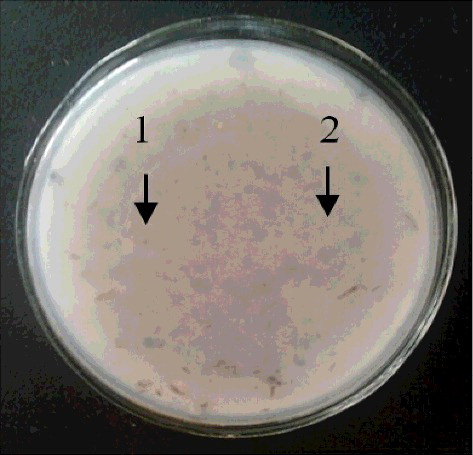 Figure 3. Effects of exposing recombinant strains to Botrytis cinerea; 1–2, recombinant strains.
