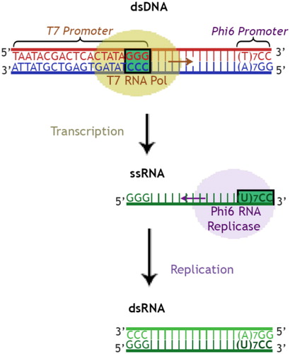 Figure 1. Schematic illustration of in vitro dsRNA production system.