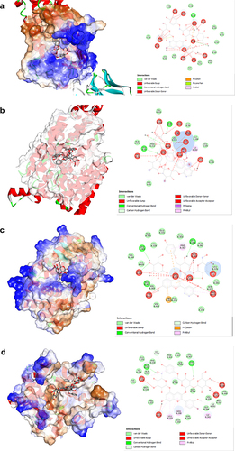 Figure 3 Analysis of compound interaction with the lowest binding energy in ADIPOQ (a), GLUT4 (b), PGC-1α (c), and PPAR-γ (d) proteins.