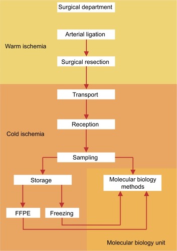 Figure 2 The steps of the preanalytical phase and their matching with the times of warm/cold ischemia.Note: Most steps are possible during cold ischemia, thus reducing as much as possible processing time and ensuring a good tissue quality for molecular testing.Abbreviation: FFPE, formalin-fixed paraffin-embedded.
