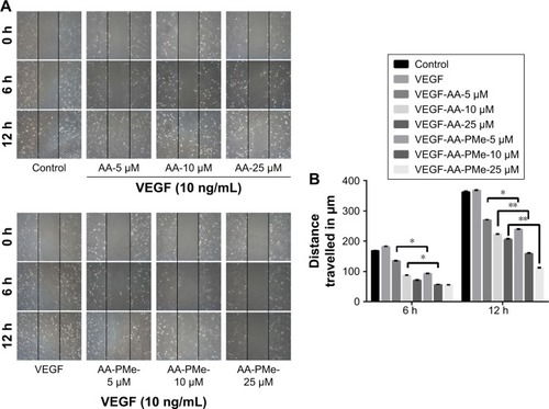 Figure 3 AA-PMe inhibits HUVEC migration. The effect of the indicated doses of AA-PMe or AA on the migratory potential of VEGF-treated HUVECs was analyzed by wound healing assay. (A) Representative photomicrographs of initial and final wounds are shown at 100× magnification. (B) Migration distance was calculated as described in the “Materials and methods” section. Mean values ± SEM are shown, n=3. *P<0.05. **P<0.01.