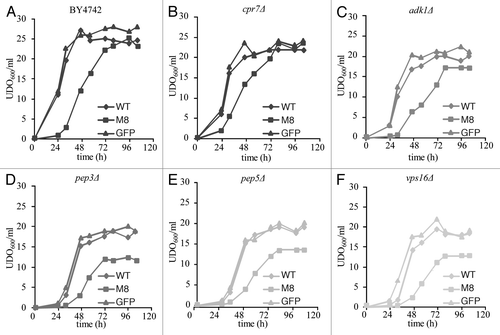 Figure 1 Viability assays for WT and KO strains. Growth of BY4742 or mutant cells expressing GFP (▴), WT (◆) or M8 (▪). Cells were grown overnight on dextrose medium supplemented with casaminoacids (0.67%). When cells reached the exponential phase, they were transferred into galactose medium supplemented with casaminoacids (0.05 OD600 nm/ml). Cell concentrations were evaluated by OD600 nm at various times after the induction over a period of 120 h.